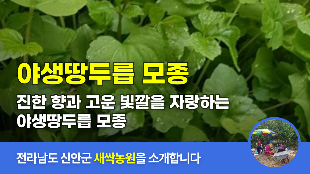 링크 미리보기